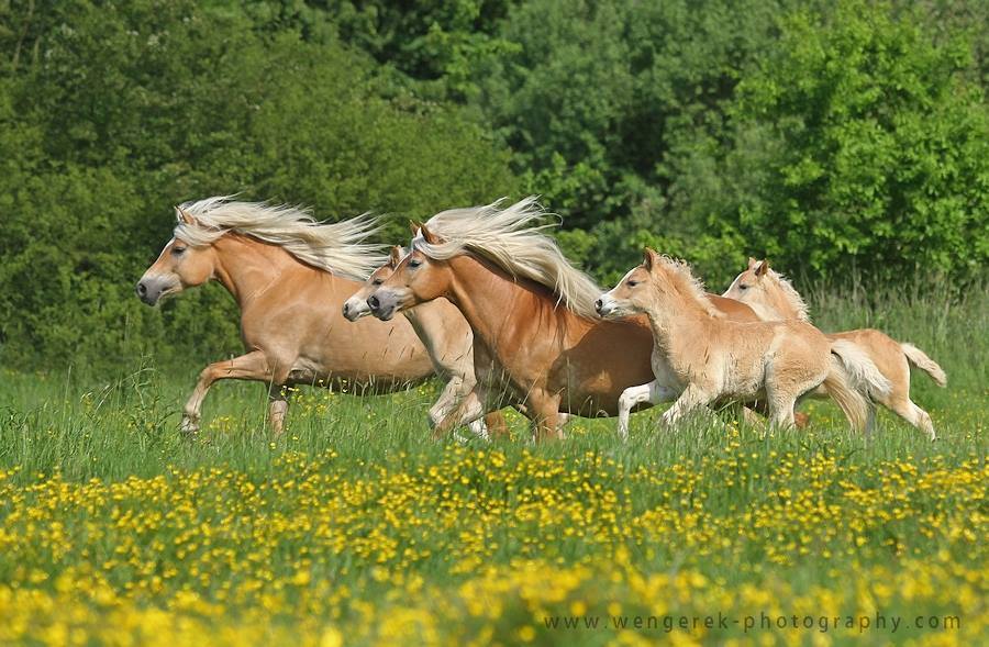 Haflinger Mares with Foals